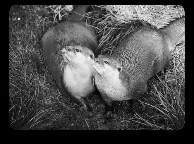 Two otters resting together