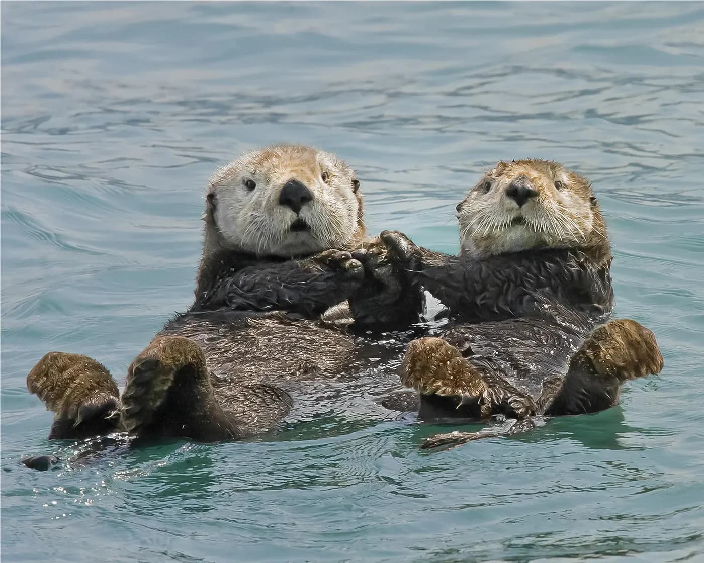 Two sea otters floating together