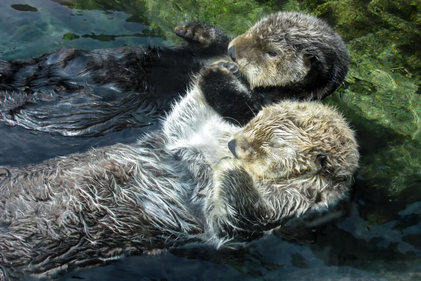 Two otters floating together in clear water